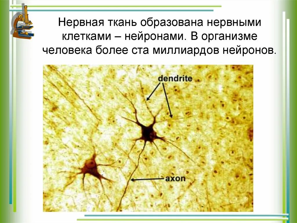 Какие органы образует нервная ткань. Нервная ткань. Нервная ткань Нейрон. Нервная ткань микропрепарат. Нервная ткань препарат.