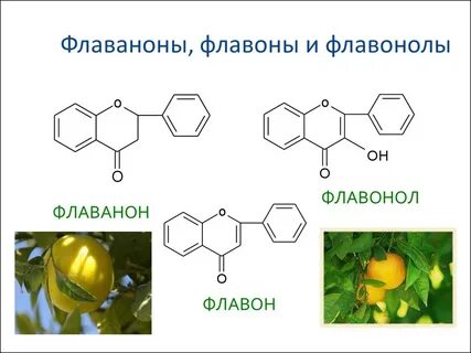 Флавонолы это простыми словами