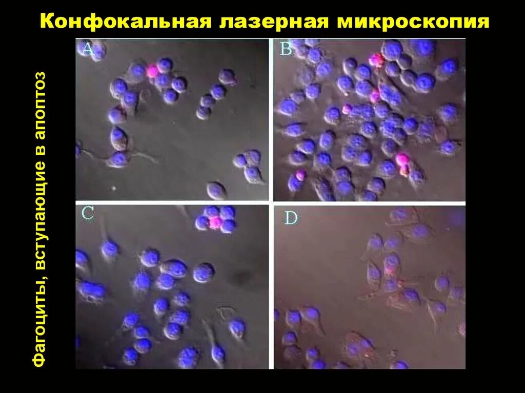 Как делают микроскопию