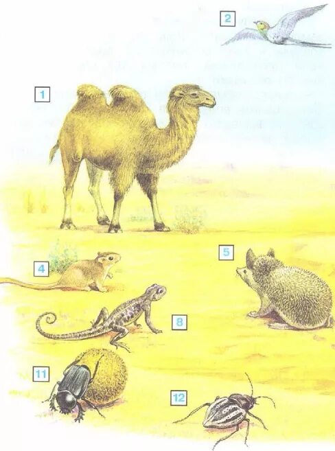 Пищевая цепочка пустыни схема. Цепь питания пустыни 4. Пищевая цепь пустыни 4 класс окружающий. Схема цепи питания пустыни. Цепь питания пустыни 4.