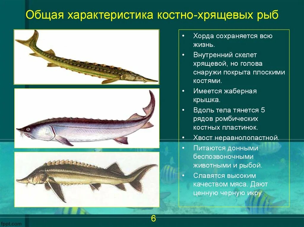 Особенности классов костные рыбы. Подкласс костно хрящевые рыбы. Особенности хрящевых и костных рыб. Строение скелета осетровых рыб. Костные рыбы Осетрообразные характеристика.