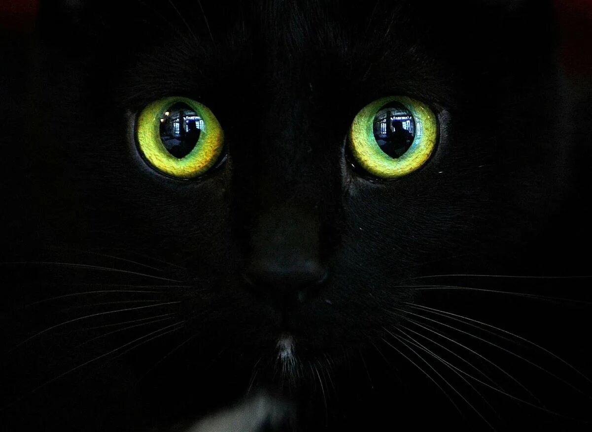 Котова кошка. Глаза кошки в темноте. Кошачьи глаза в темноте. Зеленые кошачьи глаза в темноте. Глаза черной кошки.