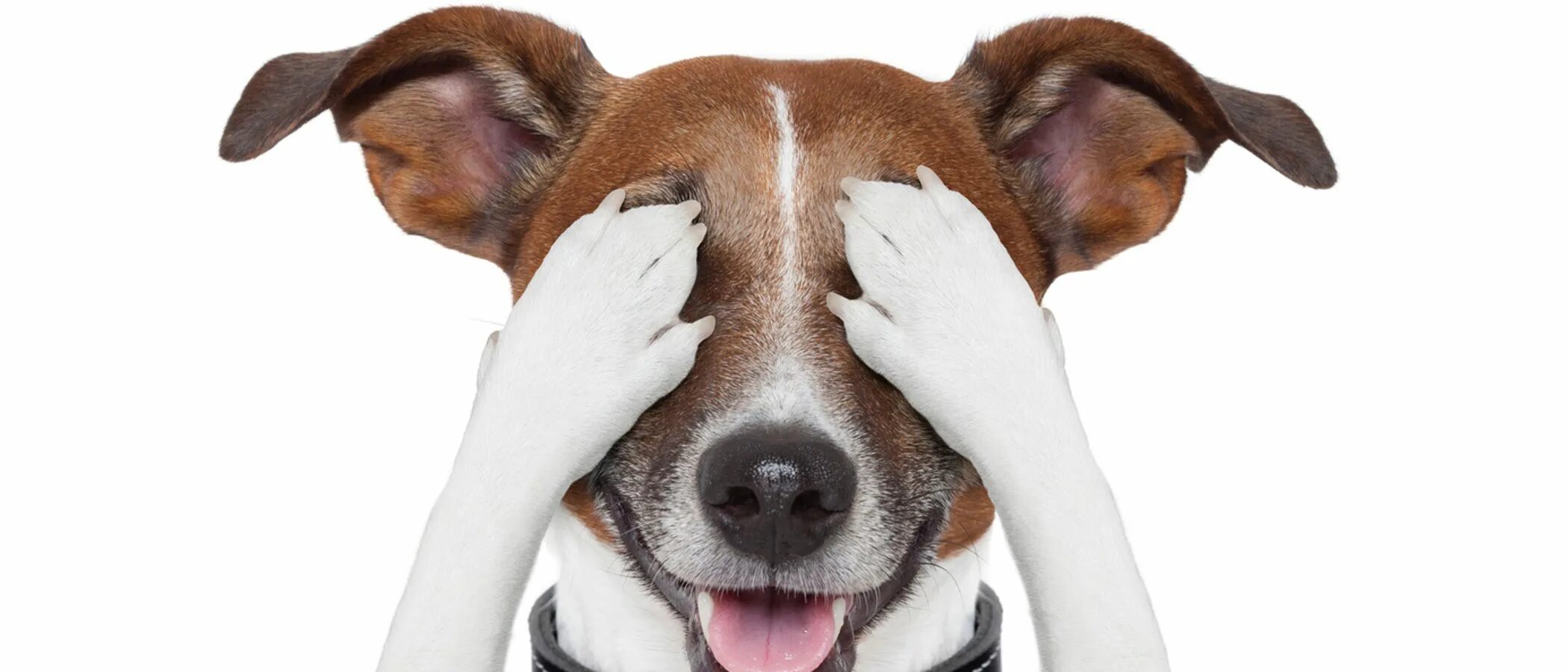 Джек рассел терьер улыбка. Мокрый джек рассел. Джек рассел смеется мем. Собака улыбается джек рассел. Джек-рассел-терьер мем.