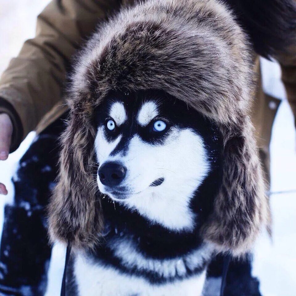 Таланты хаски. Таланты хаски. Сибирский хаски шерсть. Таланты хаски. Хаски сибириан блэк.