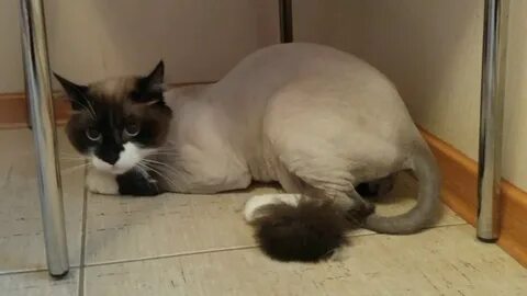 Видео кота без