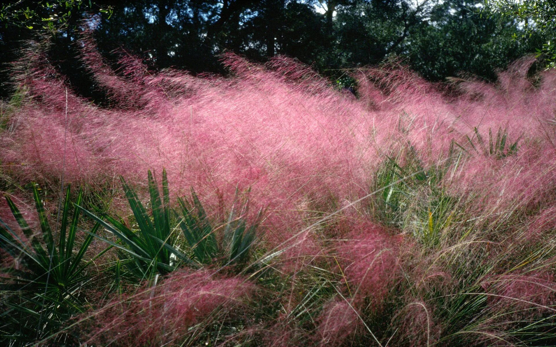 Мюленбергия capillaris. Мюленбергия волосовидная. Мюленбергия Pink Muhly grass.. Muhlenbergia capillaris.