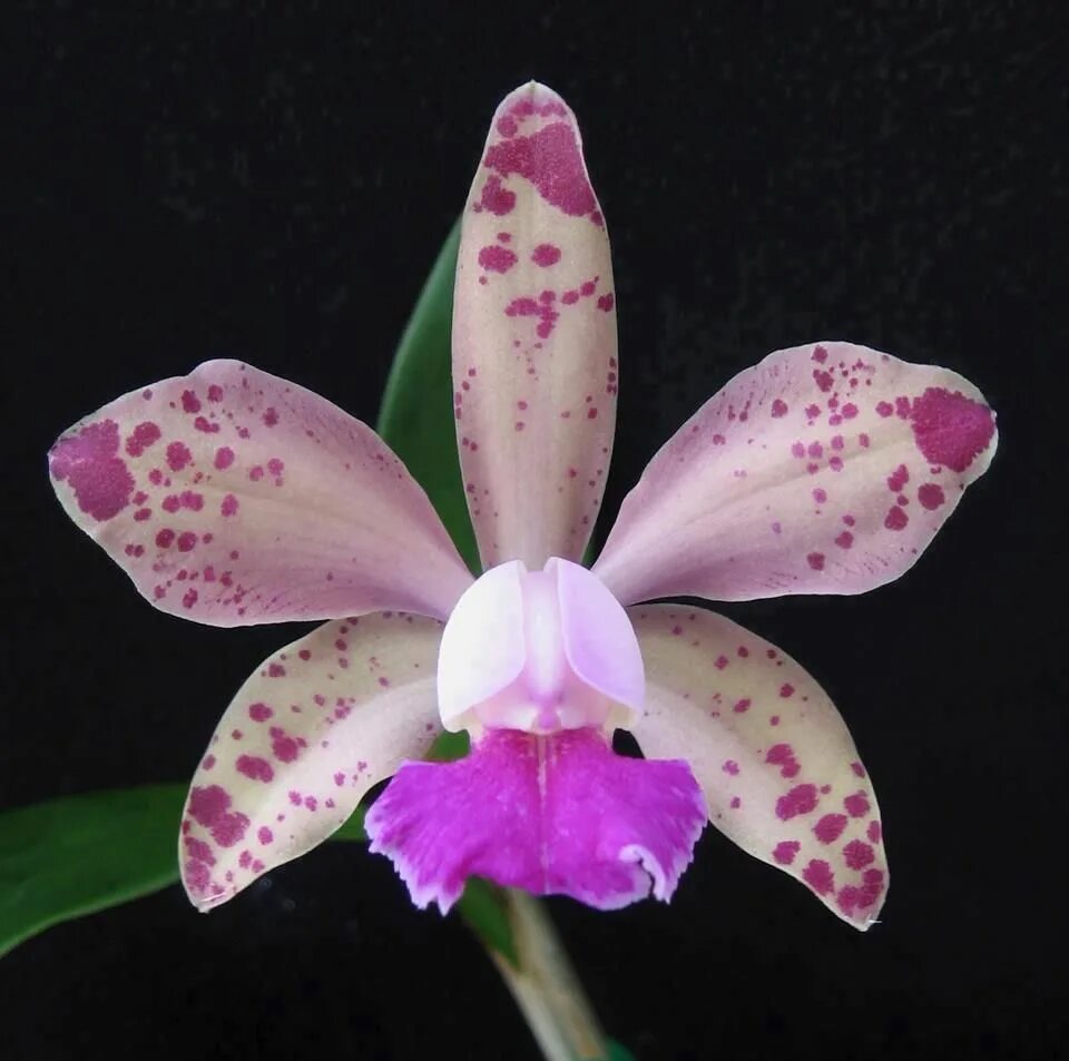 Колумбийская орхидея каттлея. Каталея каталея. Каталея. Каттлея 12*30. Каталея цветы.