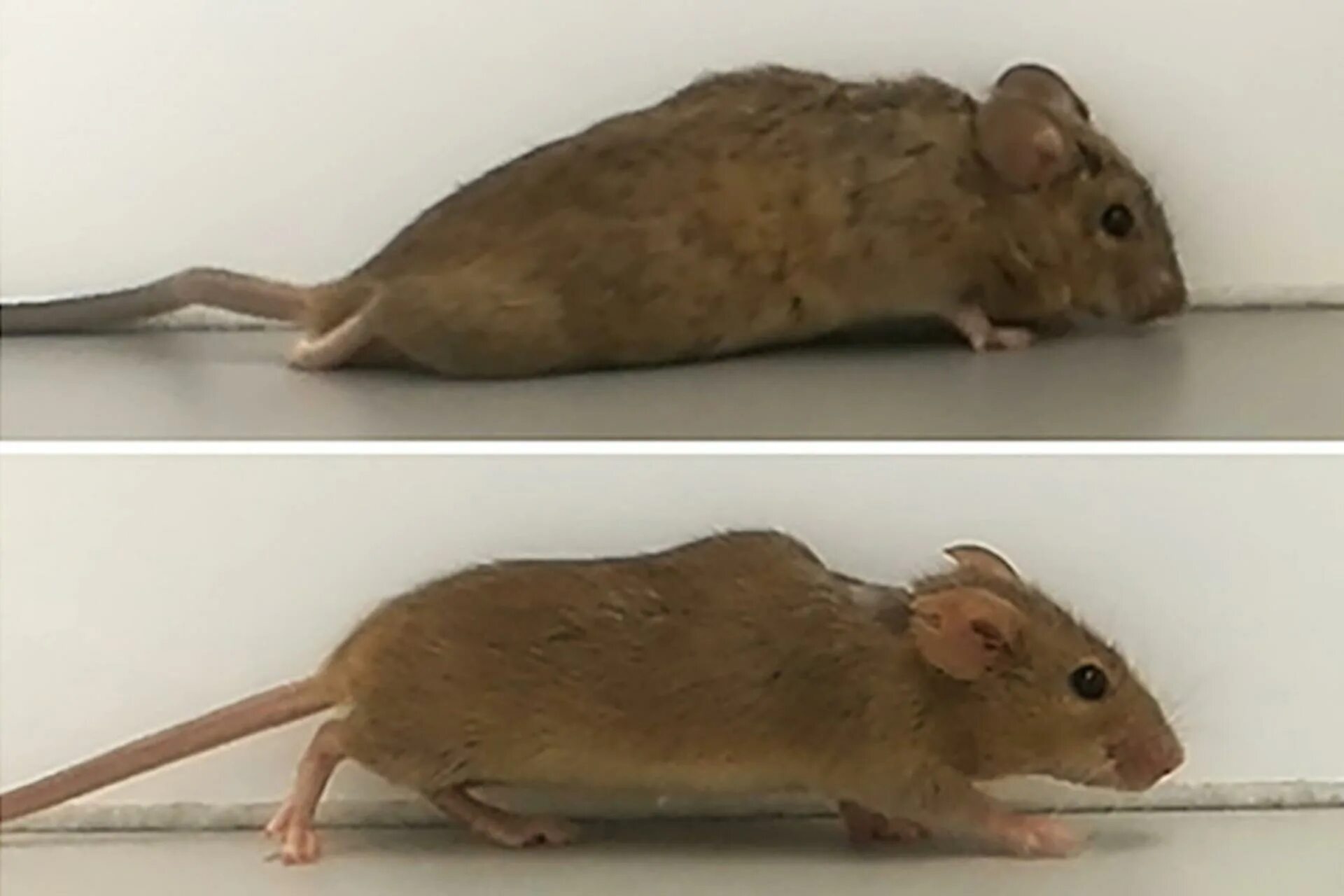 Экспериментальная мышь