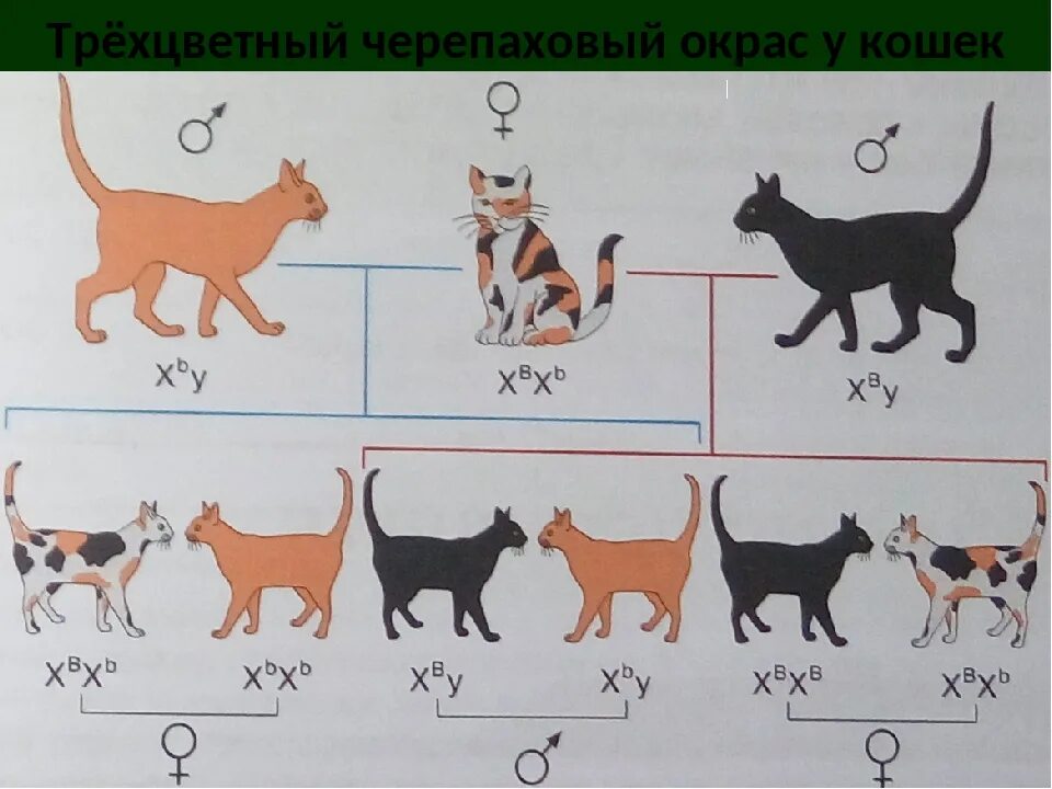 Ген короткой шерсти а у кошек доминирует. Наследование кошачьего окраса. Наследование черепаховой окраски у кошек. Наследование окраски шерсти у кошек. Наследование окраса у кошек.