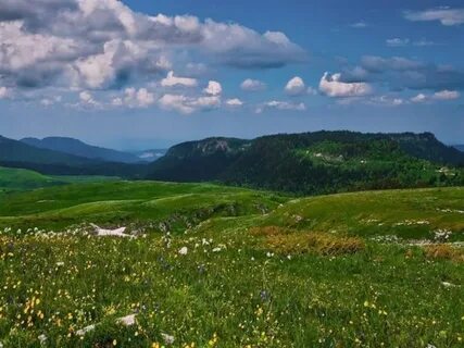 Природа закубанской равнины