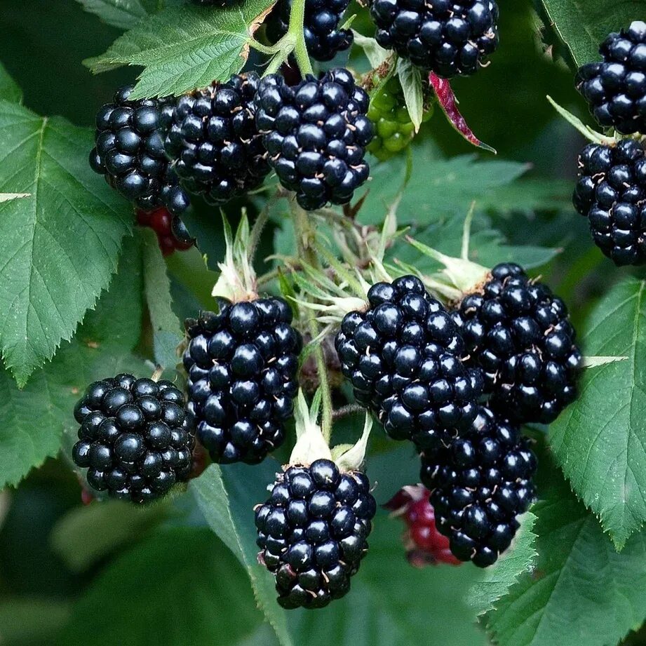 Ягоды описание. Ежевика торнфри описание сорта. Описание ежевики. Осейдж ежевика описание сорта. Ежевика торнфри описание сорта.