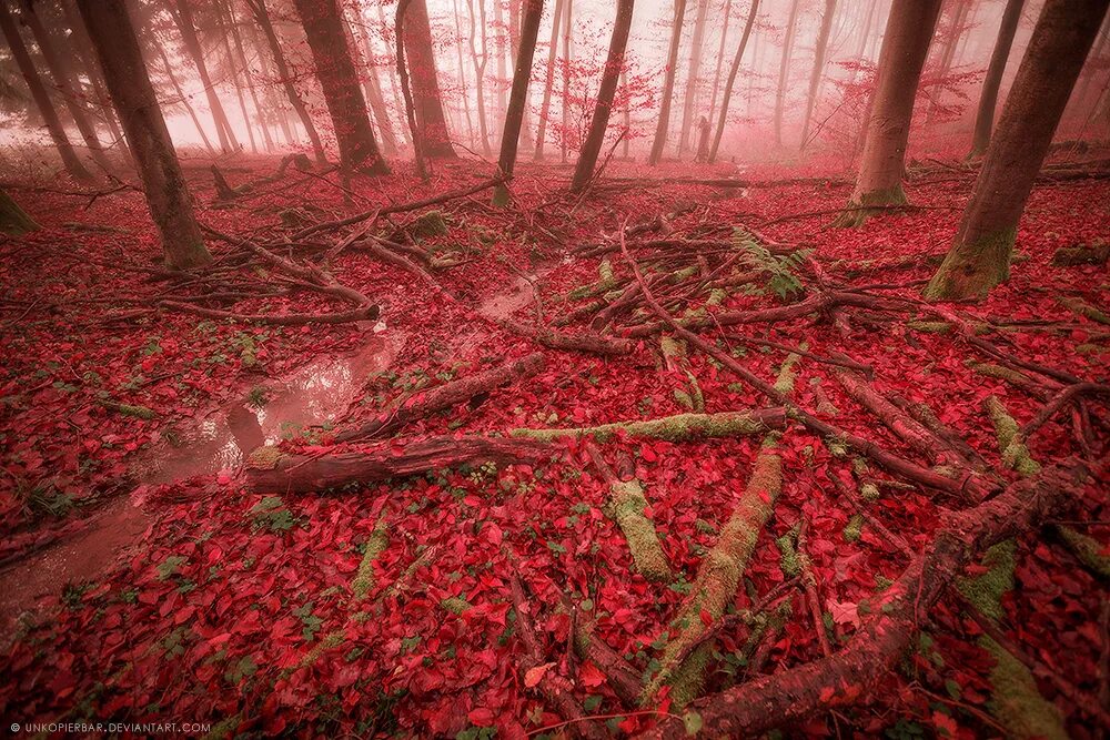 Красный лес участок. Таинственный лес Шьямалана. Красный лес. Кровавый лес. Кровавый сад.
