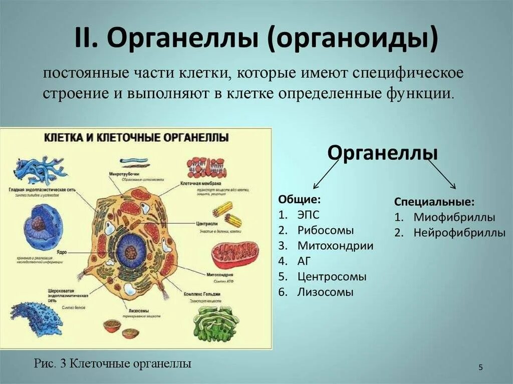 Сколько клеток входит