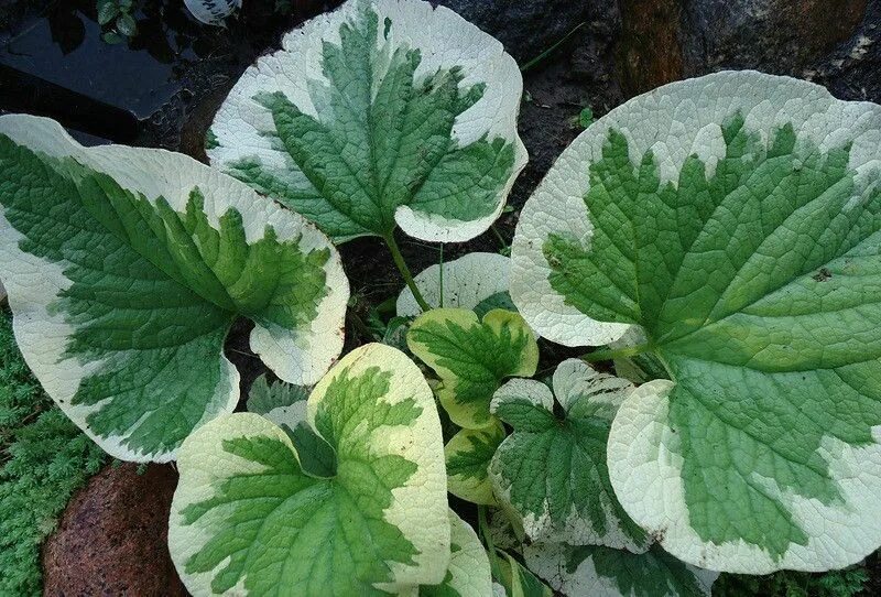 Бруннера вариегата. Бруннера крупнолистная variegata. бруннера крупнолистная вариегата (с2). бруннера крупнолистная hadspen cream. бруннера вариегата сорта.
