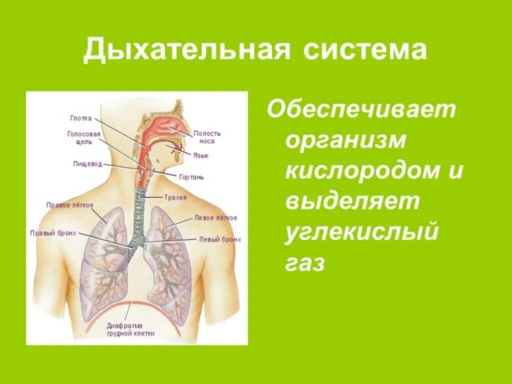 Система органов дыхания человека 3 класс окружающий мир. Окруж мир 4 кл дыхательная система. Система органов дыхания человека 8 класс. Органы дыхательной системы человека 4 класс. Роль дыхательной системы 3 класс