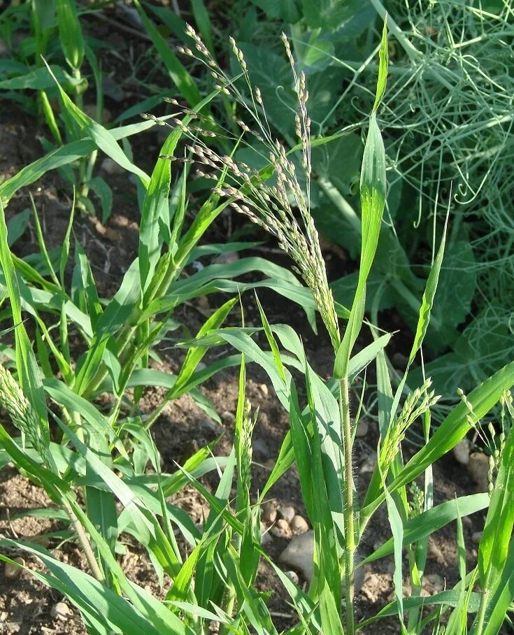 Дикие сорняки. Ежовник петушье куриное просо. Panicum ruderale. Просо куриное сорняк. Panicum miliaceum.