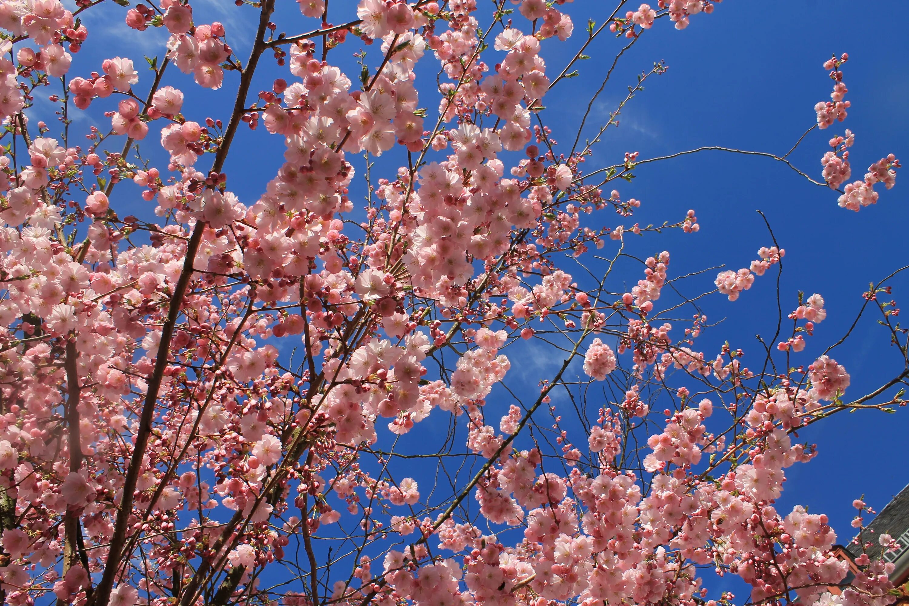 Almond blossom. Миндаль дерево цветет. Цветущий миндаль дерево. Цветение миндаля. Миндаль десертный цветение.