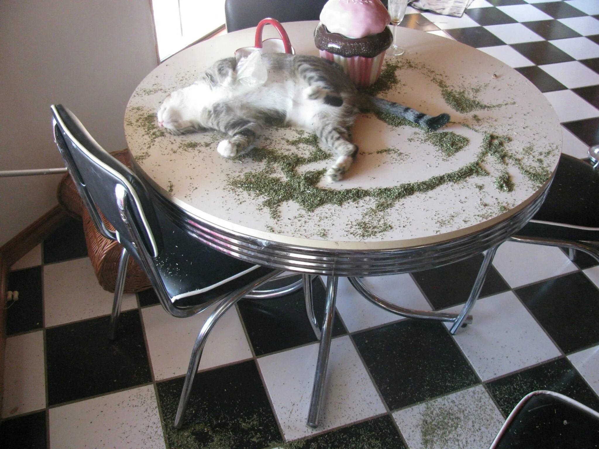 Под валерьянкой. Котики на стеклянном столе. Смешной стол. Кот в сметане. Котики под валерьянкой.