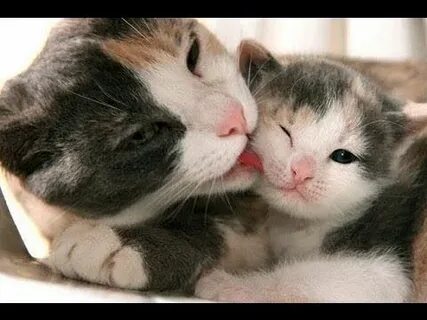 Kitten video