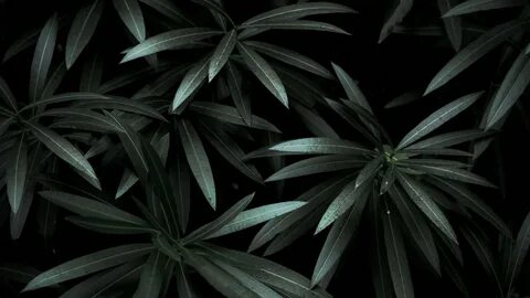 Dark plant