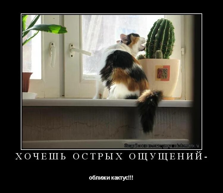 Любителям ощущений. Любитель острых ощущений. день острых ощущений. хочешь острых ощущений. день любителя острых ощущений 29 ноября.