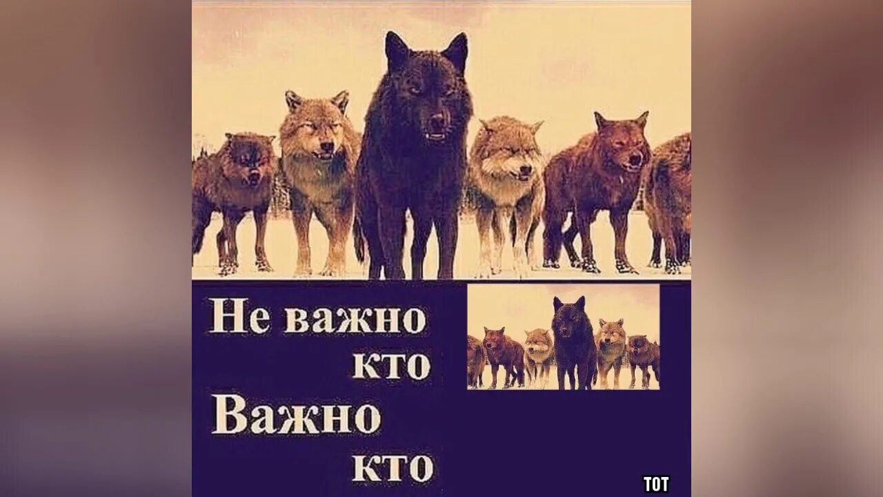 Не важно кем бы был важно. Не важно кто волк. Не важно кто важно кто. Важно не важно важно волк. Мемы с волками важно не важно.