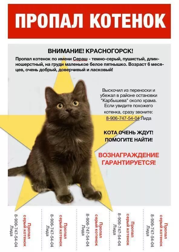 Нету котенка