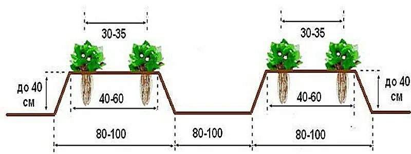 Клубника схема посадки двухстрочная. Схема посадки крупноплодной клубники. Посадка клубники Гигантелла. Схема посадки земляники.