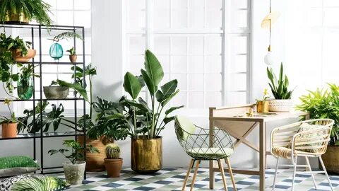 Annual Maintenance Contract for Indoor Plants