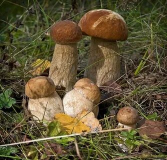 Грибы семейство