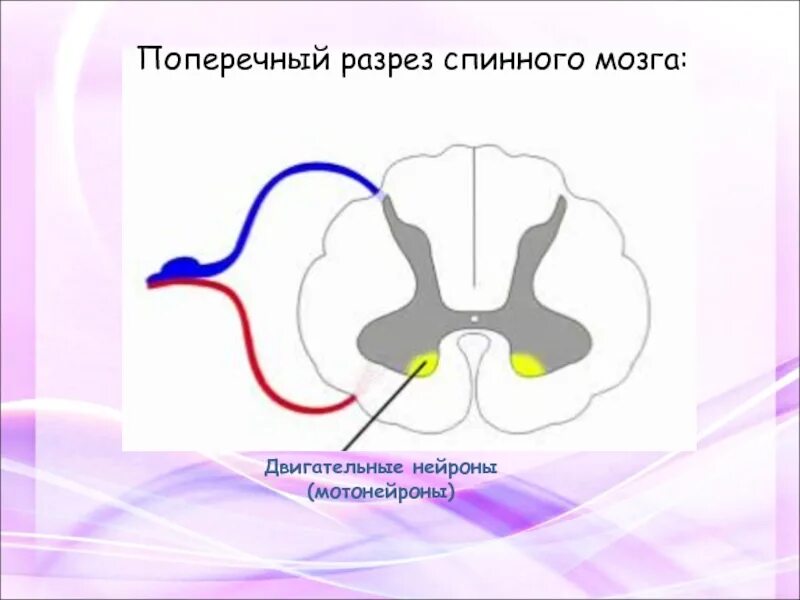 Поражение передних рогов. Поперечный разрез спинного мозга. Двигательные рога спинного мозга. Передние рога спинного мозга. Мотонейроны передних Рогов спинног.