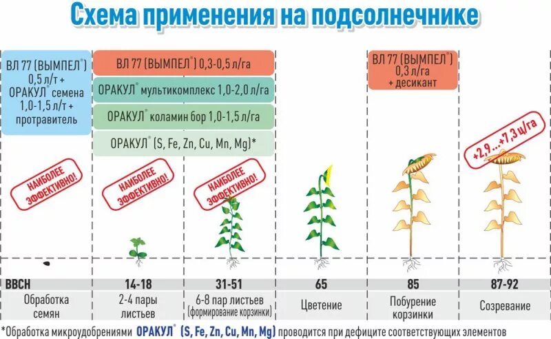Через сколько всходит кукуруза