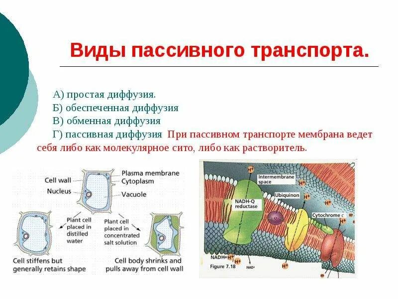 Диффузный это какой. Обменная диффузия. Виды пассивного транспорта. Простая и пассивная диффузия. Пассивный транспорт простая диффузия.