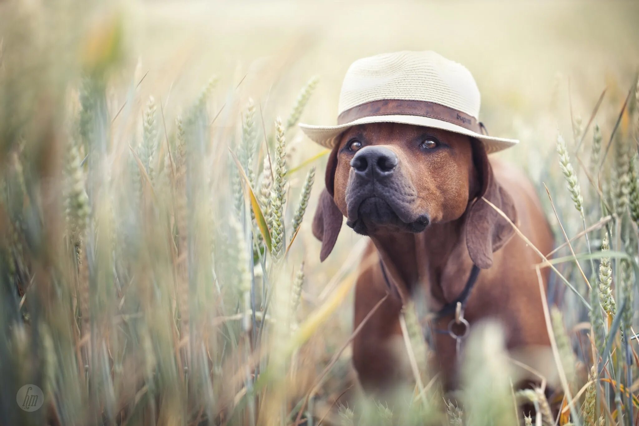 Пес шляпа. Животные в шляпах. Щенок в шляпе. Собака лето. Стильная собака.