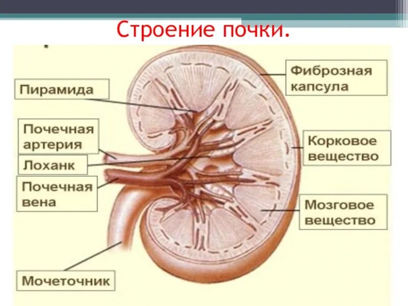 Функции структур почки. Строение почки почечная лоханка. строение почечной дольки. топография и строение почки анатомия. топография наружное строение почки.