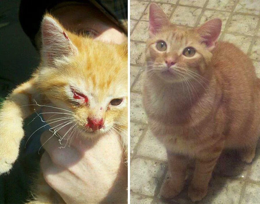 Покажи как выглядит. Кот до и после. Бездомные котята до и после. Котята до и после. Кошки с улицы до и после.