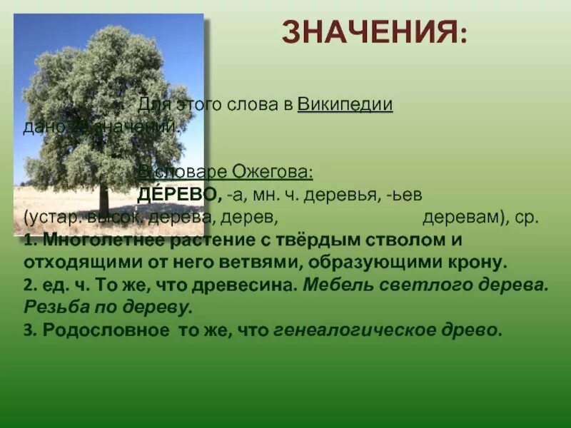 Имена обозначающие дерево. Толкование слова дерево. Предложение про дерево. Дерево слов. Предложение к слову дерево.