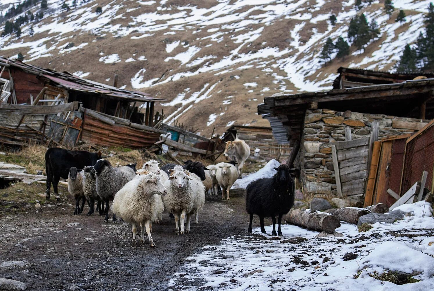 Особенности жизни людей в горах кратко. Жизнь в горах Кавказа. Жизнь и хозяйство в горах. Быт людей в горах. Быт людей живущих в горах.