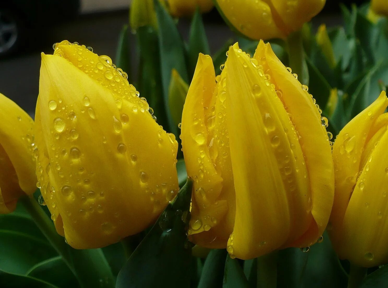 Желтые тюльпаны. Тюльпан йеллоу кинг. Желтые тюльпаны. Тюльпан коста. Тюльпан желто-розовый.