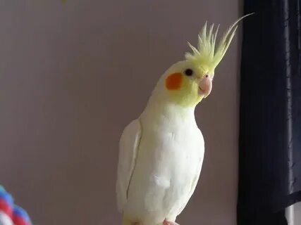 Танцующие кореллы