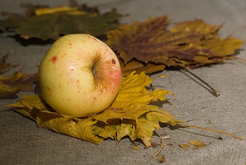 Осенью с яблони собрали яблоки желтые зеленые. Осенние яблоки. Желтое яблоко осеннее. Желтые осенние яблоки сорта. Яблоня осеннее желтое.