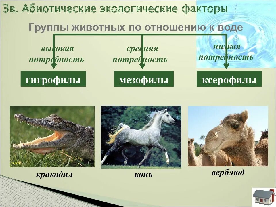 Экологические группы животных по отношению к воде. Этологические факторы. Примеры экологической изоляции в биологии. Влажность как экологический фактор. Экологические факторы.