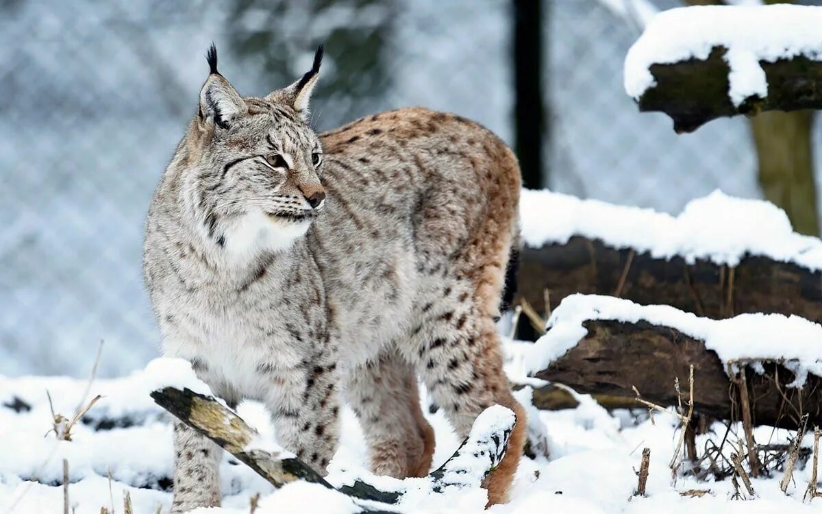 Газ рысь. Канадская Рысь Бобкэт. Рысь - Lynx Lynx (Linnaeus, 1758). Беловежская пуща Рысь. Рысь Сибирская Евроазиатская.