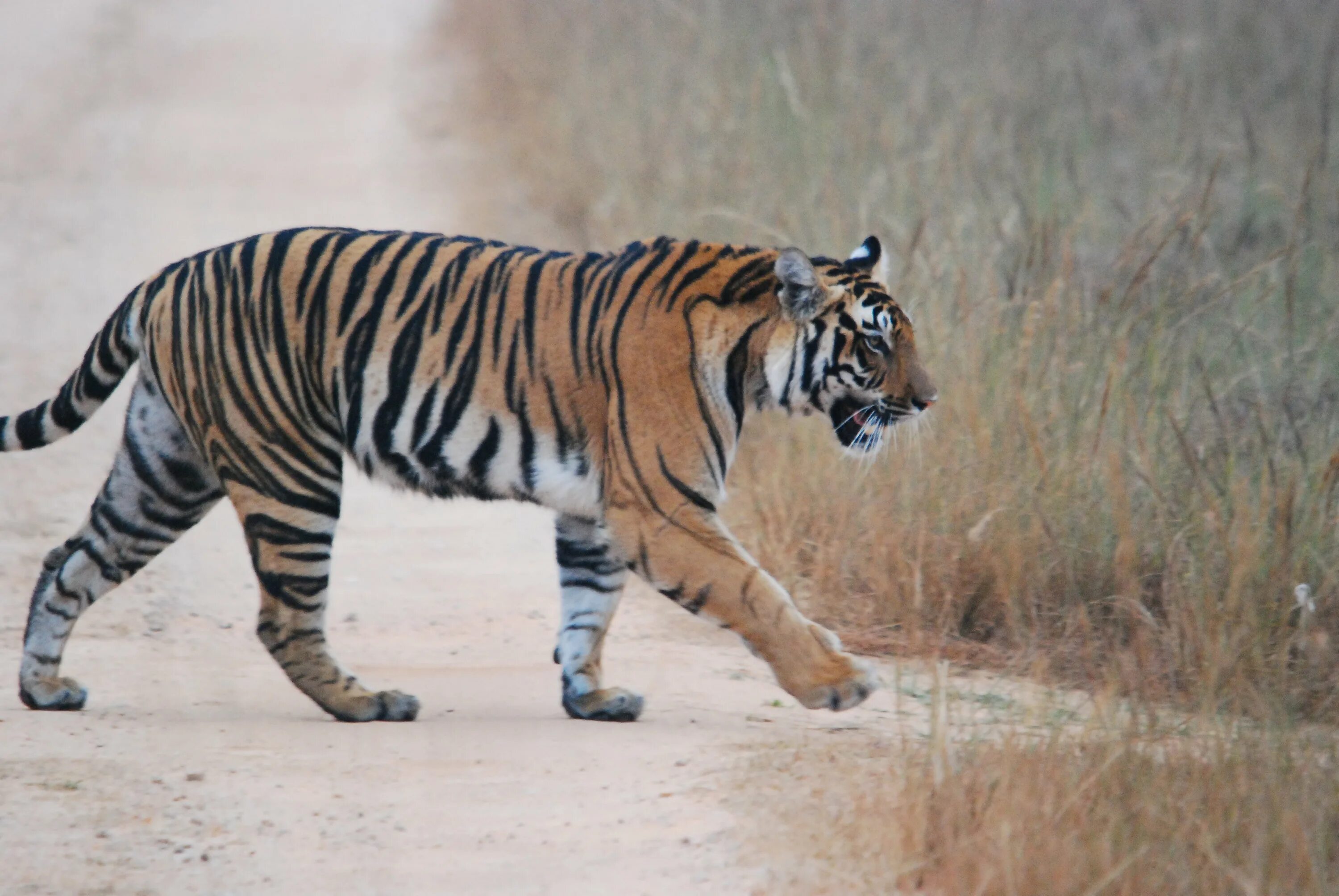 Panthera tigris bengalensis. Белый тигр фото. Амурский тигр окрас. Tiger side. Тигр с гривой.