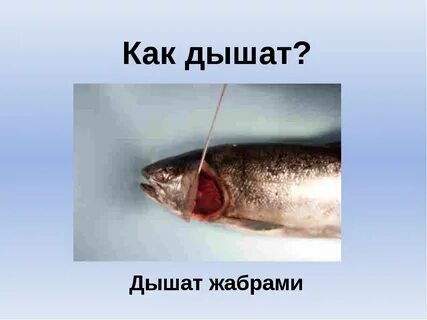 Жабрами тела дышат