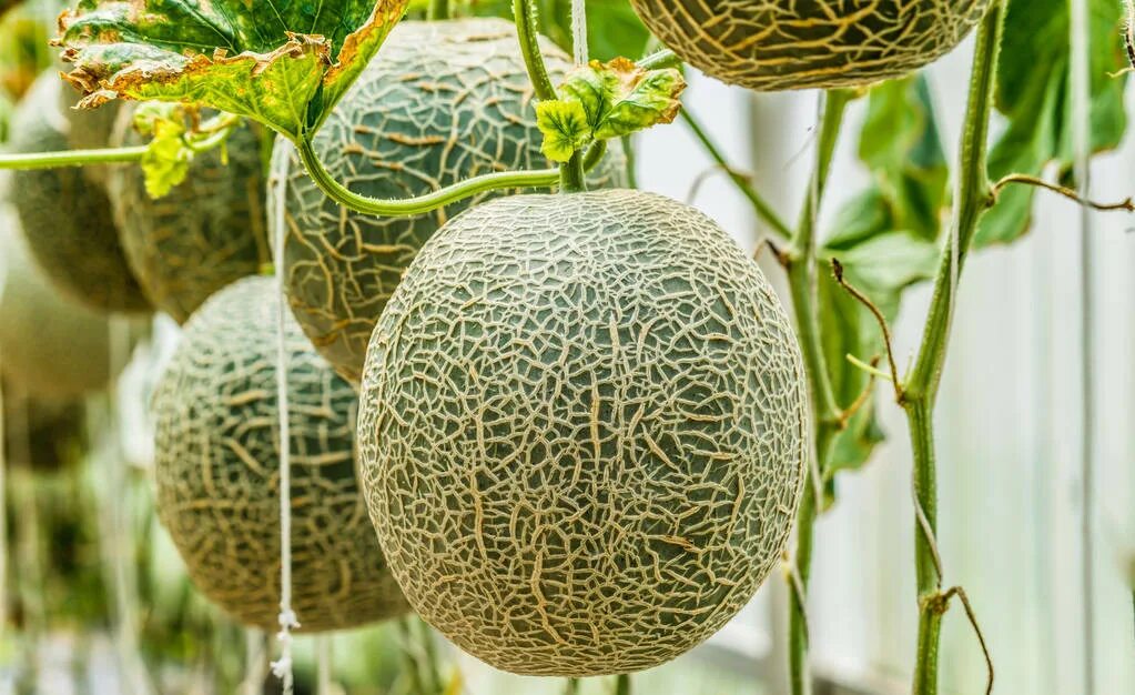 Семена дыня канталупа f1. Дыня чудо чудес. Дыня чудо-юдо уральский дачник. Дыня чудо чудес. Семена.