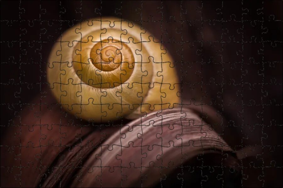 Snail shell
