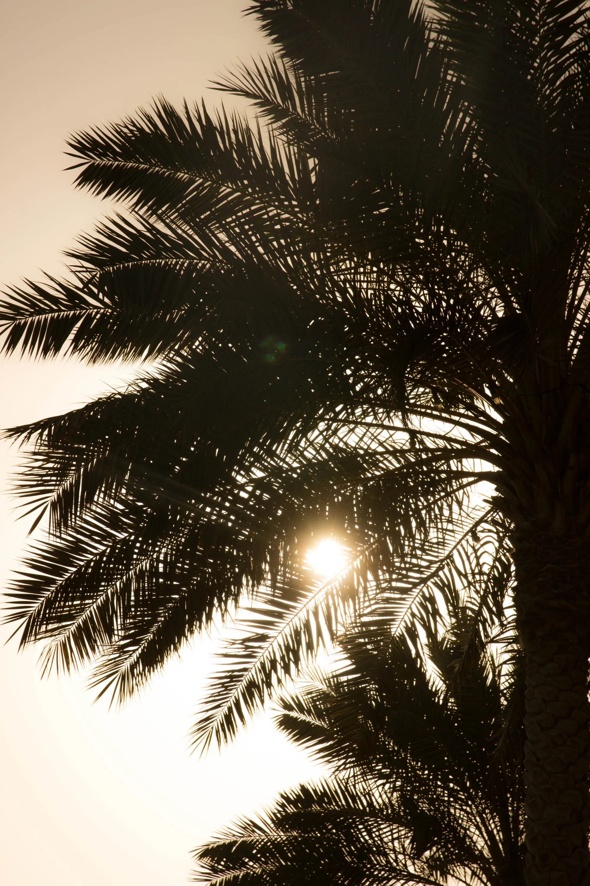 Palms set