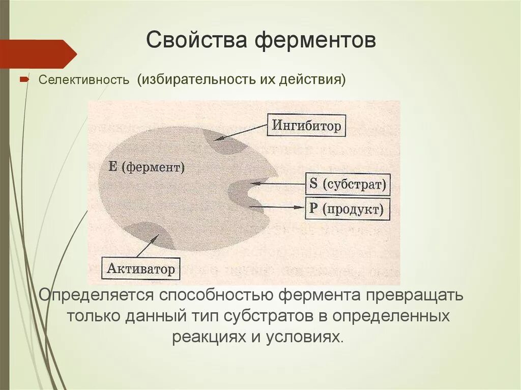 2 свойства ферментов. Основные свойства ферментов. Общая характеристика ферментов. Перечислите основные свойства ферментов. Специфические свойства ферментов.