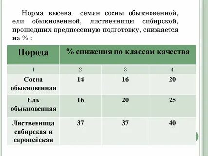 Высев семян сосны